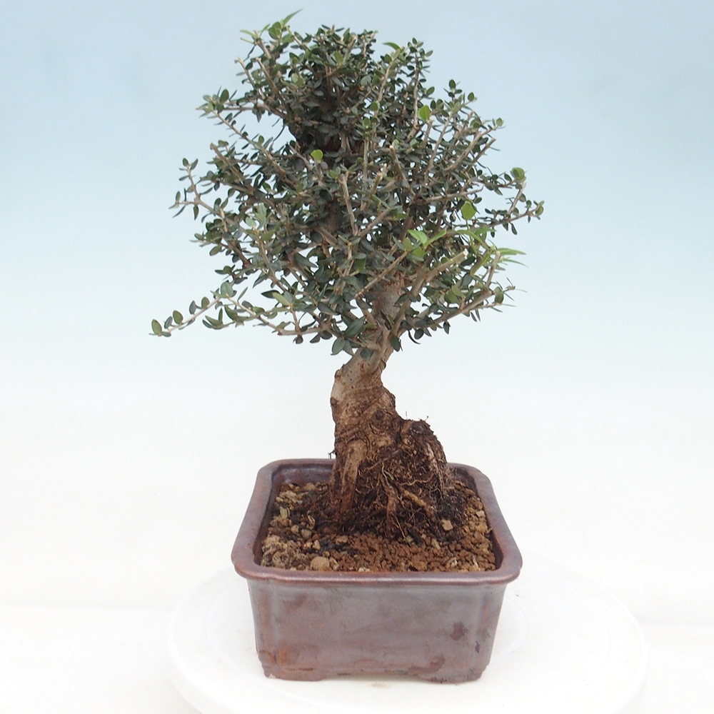 Beltéri bonsai - Olea europaea sylvestris