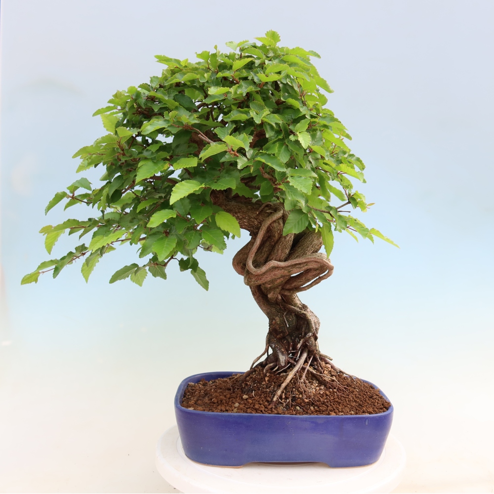 Kültéri bonsai -Carpinus Coreana - Koreai gyertyánfa