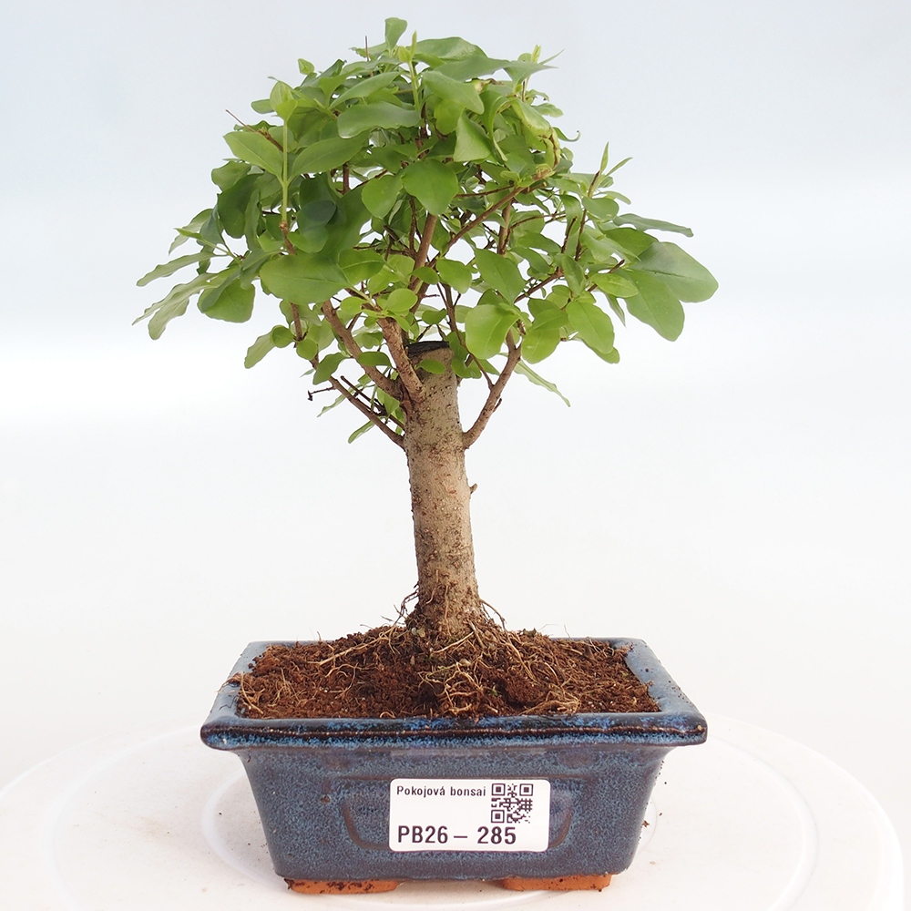 Szobai bonsai -Ligustrum chinensis - Madárcsőr