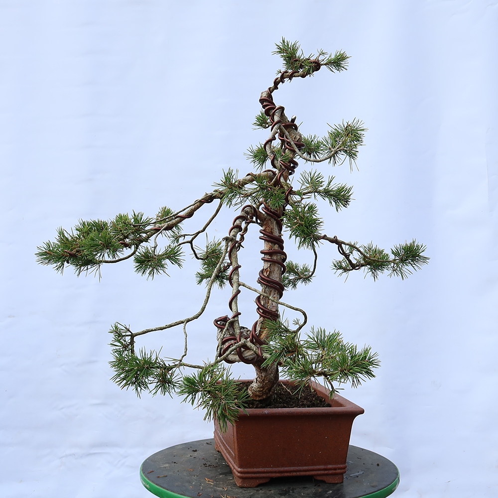 Pinus sylvestris Spanyolország – erdei fenyő