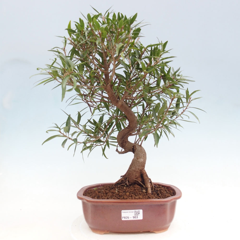 Szobai bonsai - Ficus nerifolia - kislevelű fikusz