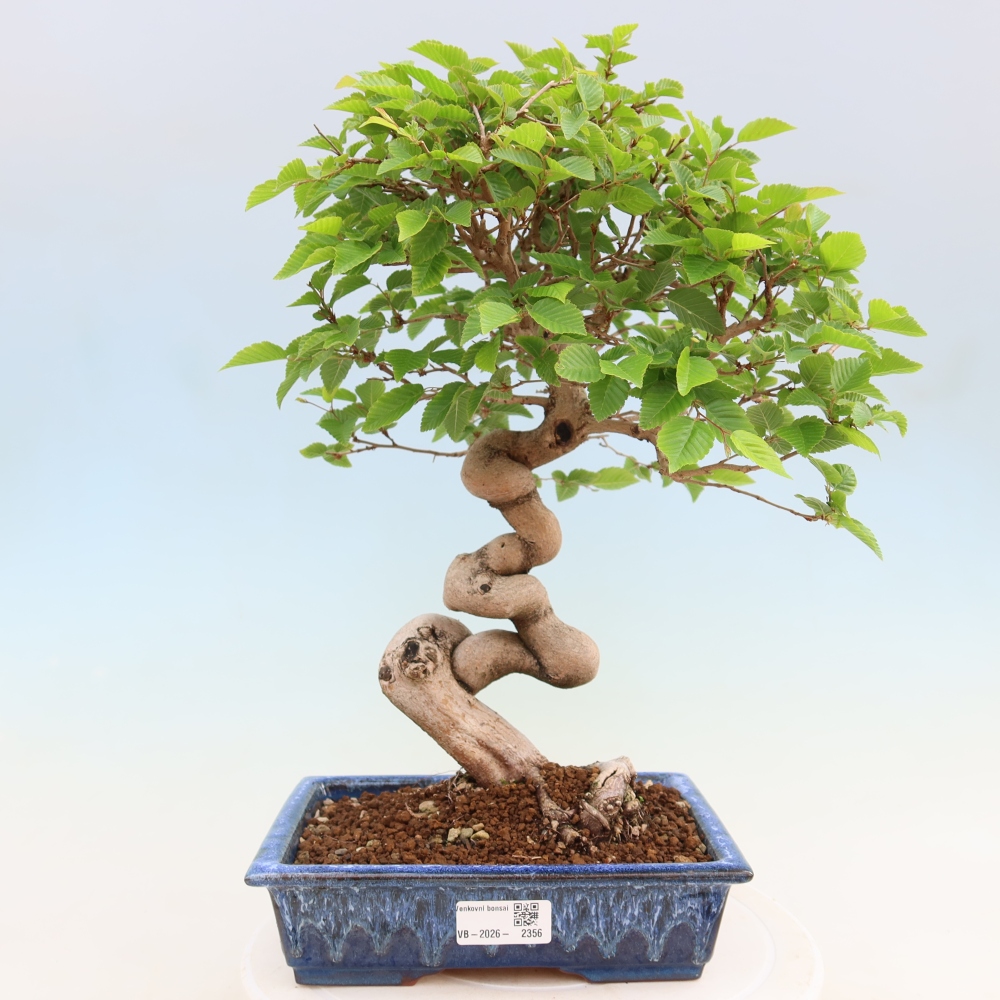 Kültéri bonsai -Carpinus Coreana - Koreai gyertyánfa