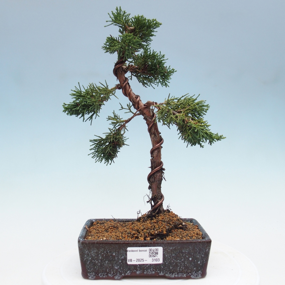Kültéri bonsai - Juniperus chinensis Kishu