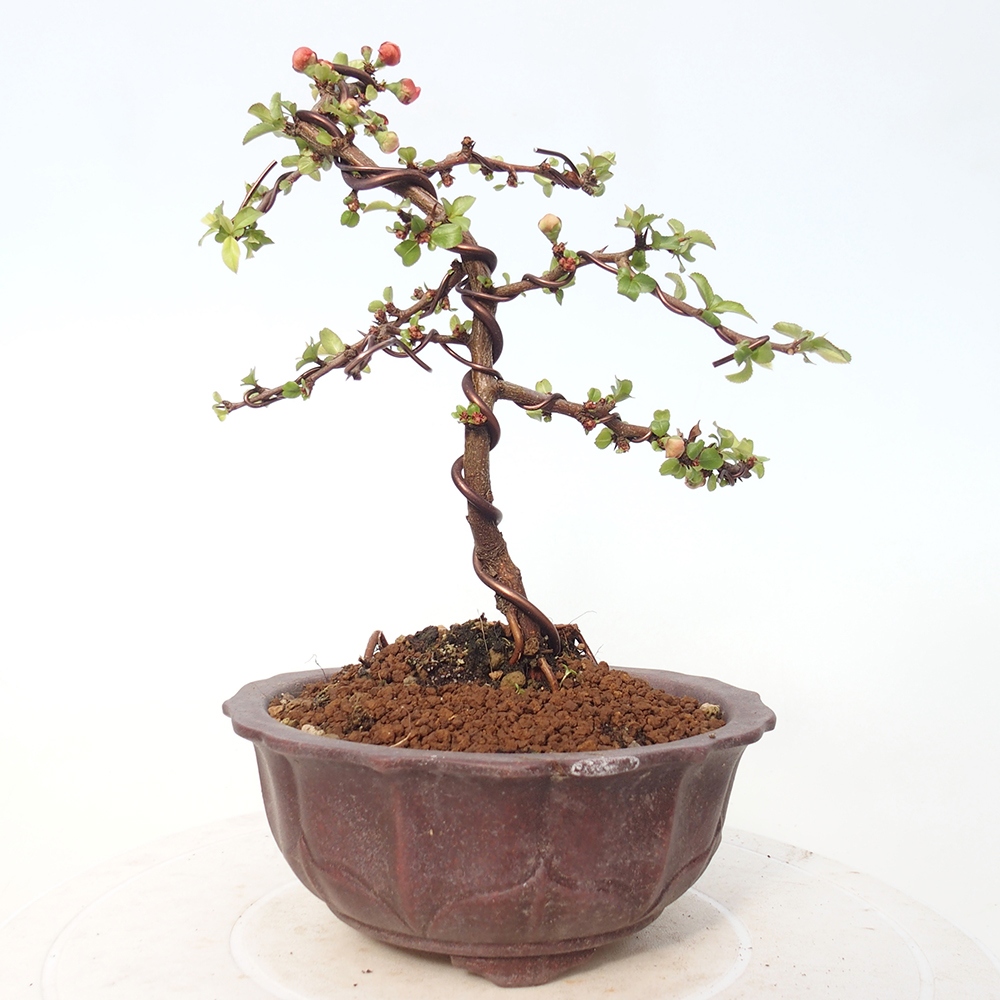 Kültéri bonsai - Chaneomeles s. Red Joy - birs