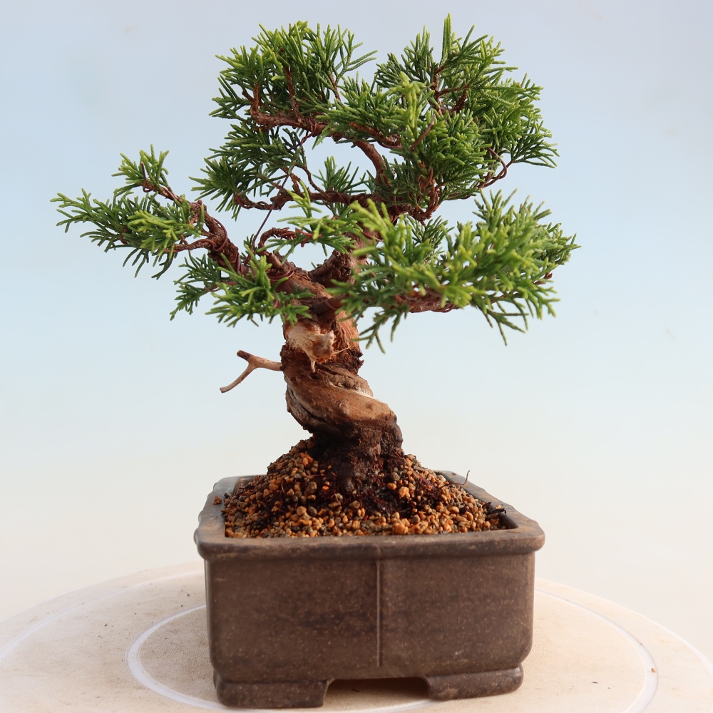 Kültéri bonsai - Juniperus chinensis Itoigawa