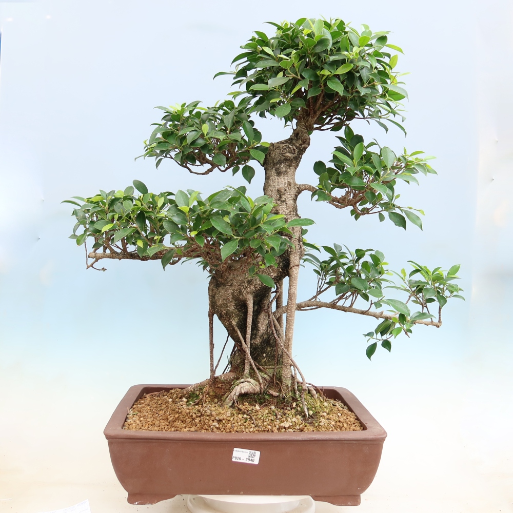 Szobai bonsai - Ficus kimmen - kislevelű fikusz