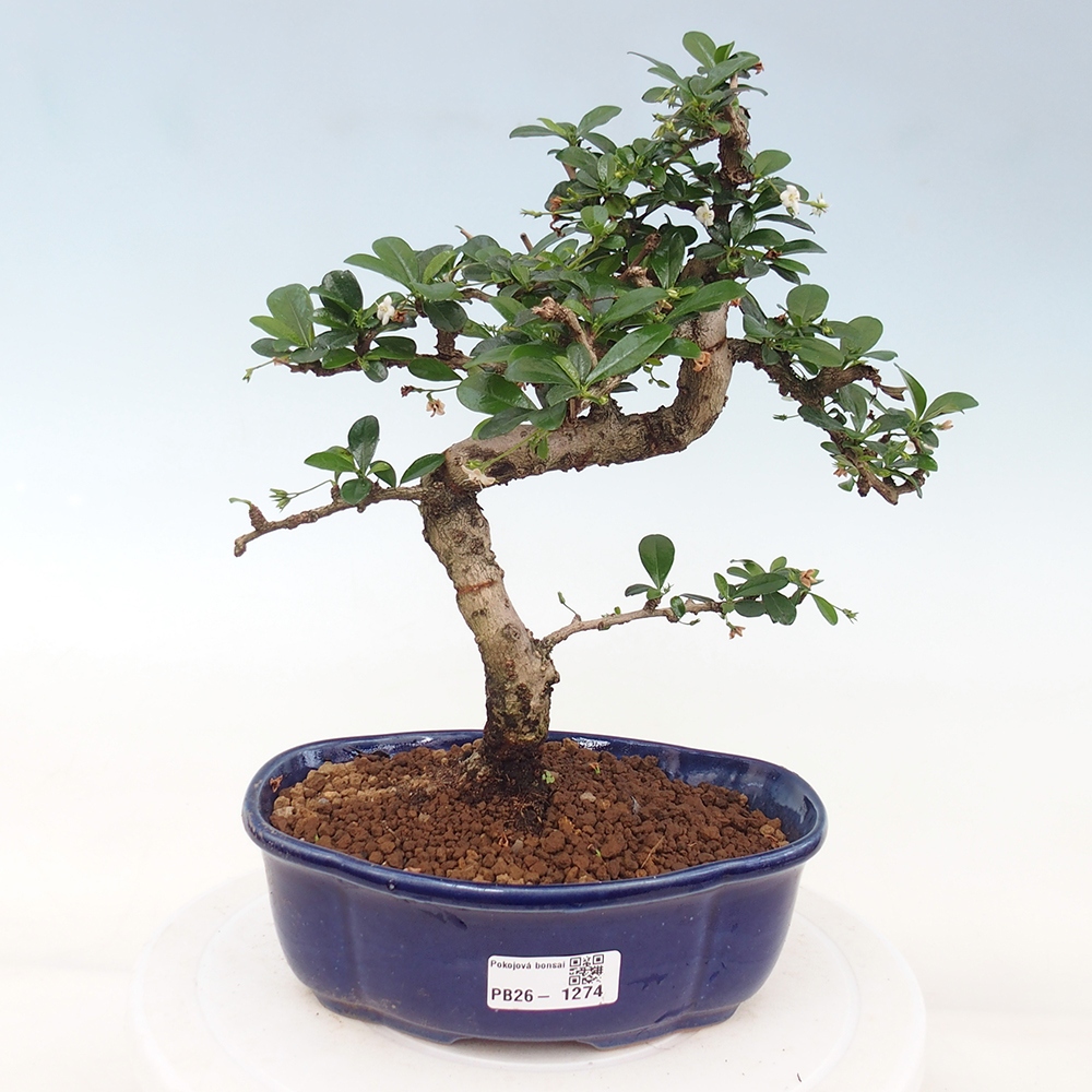 Szobai bonsai - Carmona macrophylla - Tea fuki
