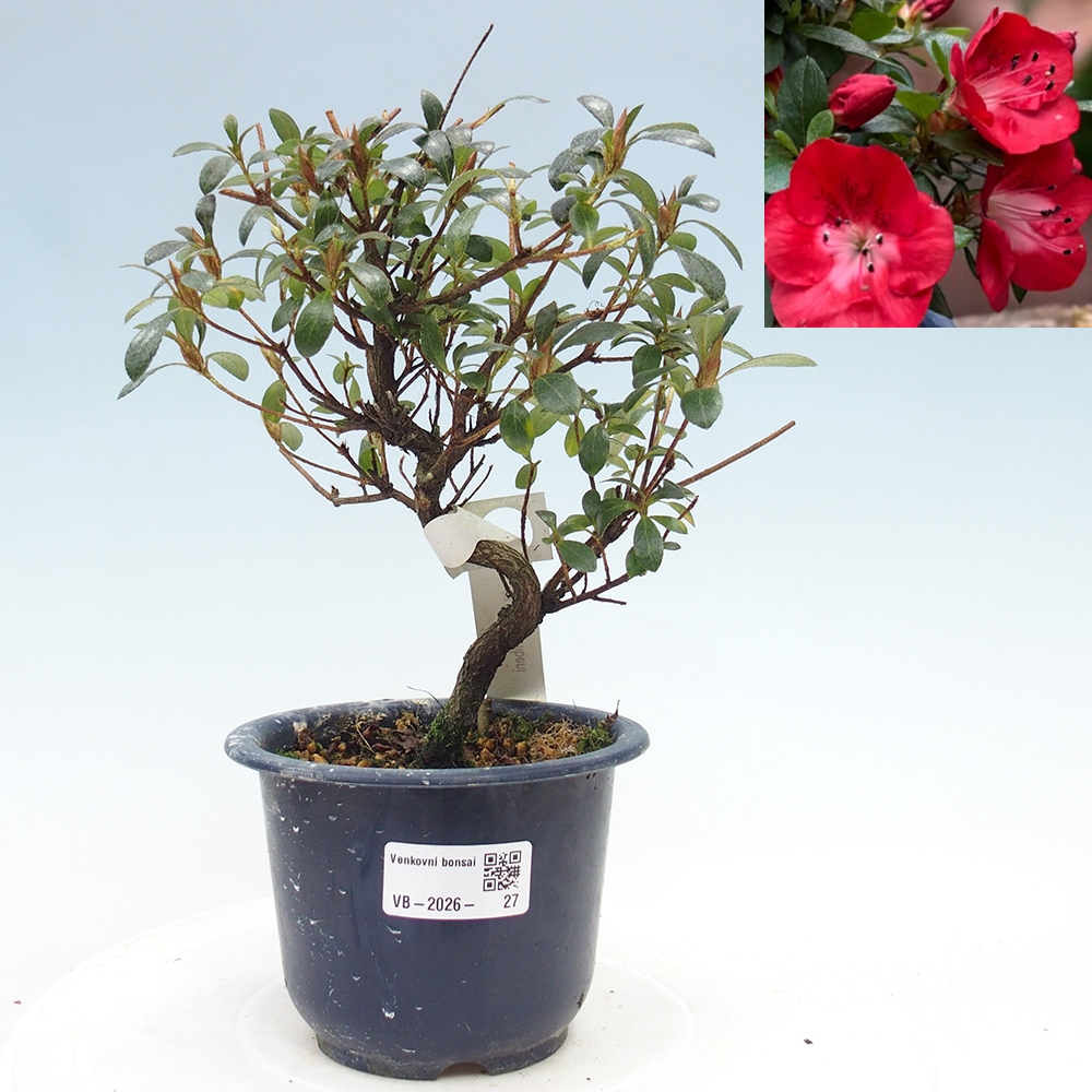 Kültéri bonsai - Japán azálea - Azalea Benibeni