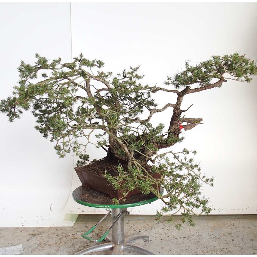 Yamadori - Pinus sylvestris Spanyolország