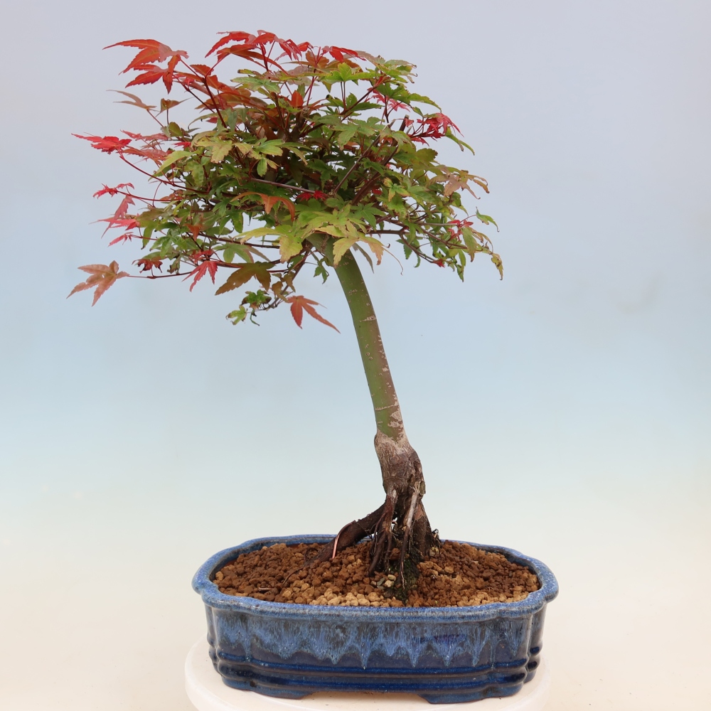 Juhar - Acer palmatum Beni Tsukasa