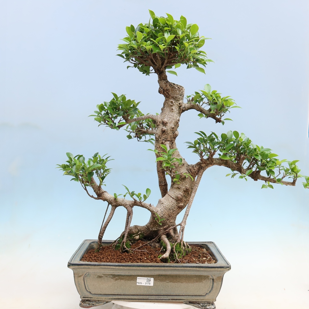 Szobai bonsai - Ficus kimmen - kislevelű fikusz