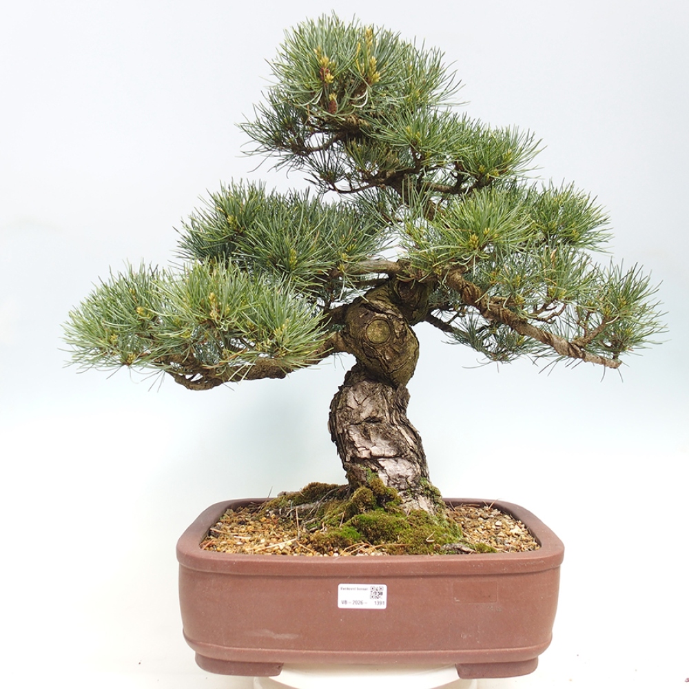 Kültéri bonsai - Pinus parviflora - Pinus parviflora