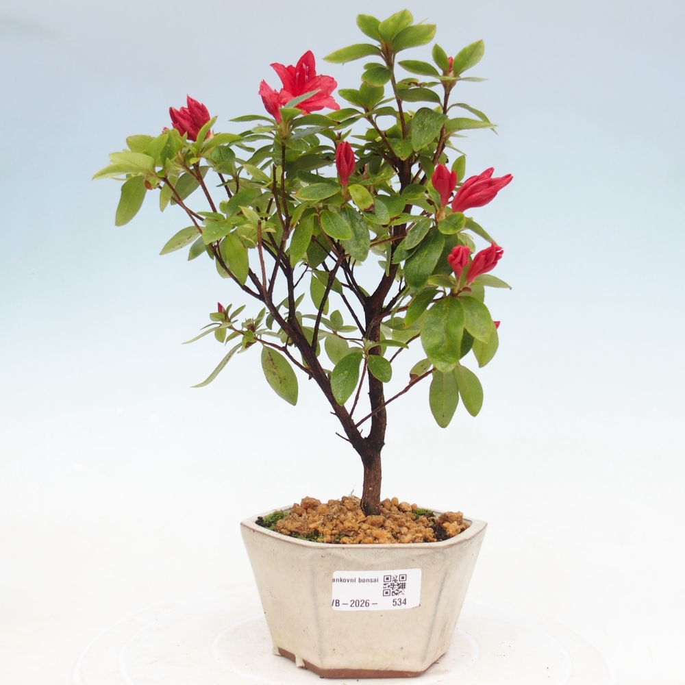 Kültéri bonsai - japán azálea - Azalea sp.