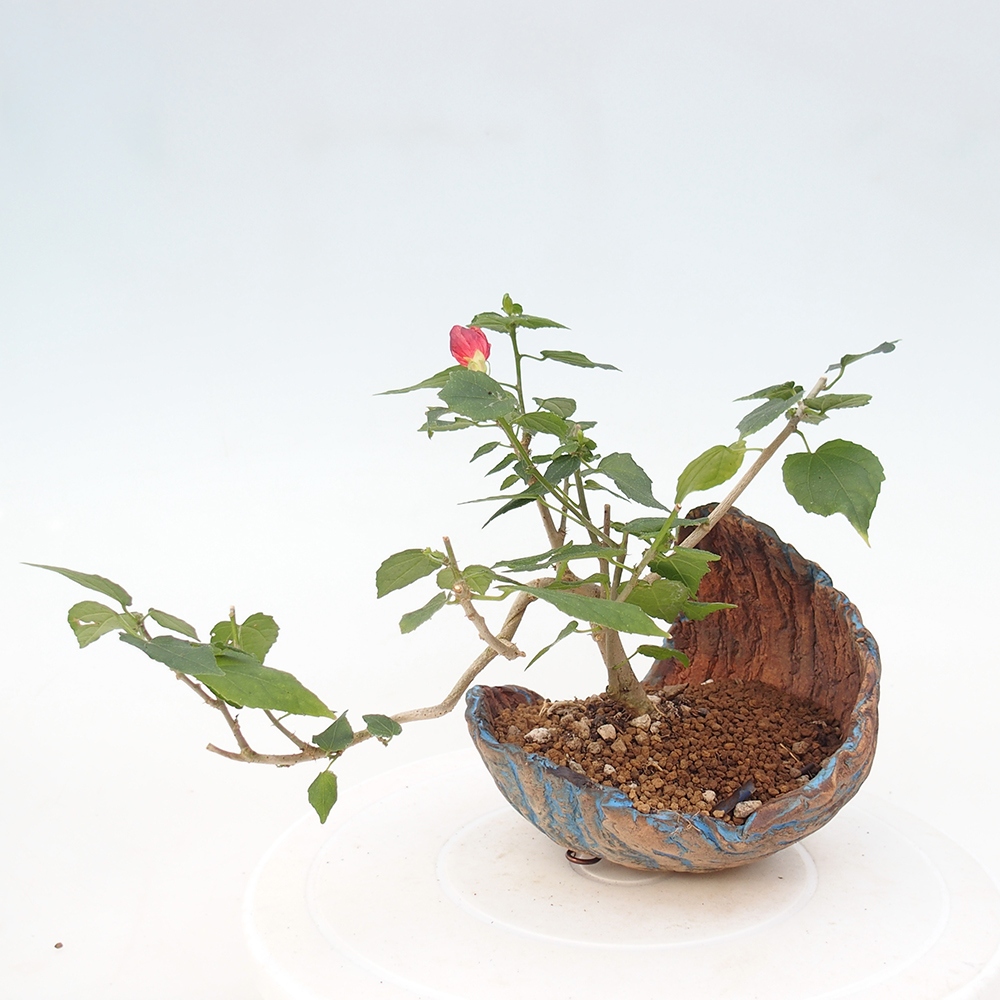 Beltéri bonsai - Malvaviscus arboreus