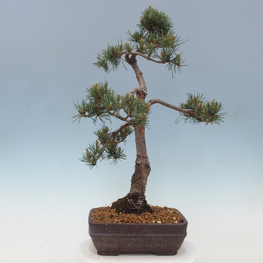 Kültéri bonsai - Pinus Sylvestris Watererri - erdeifenyő
