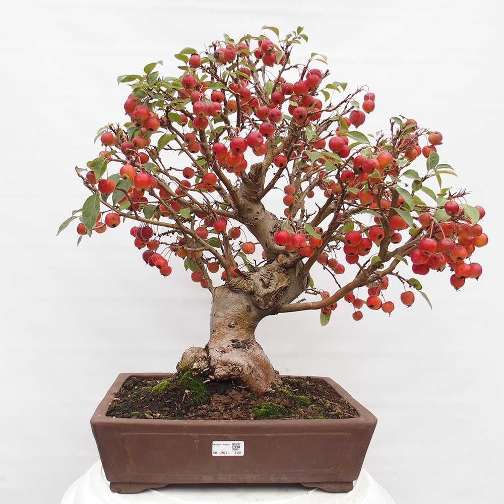 Kültéri bonsai -Malus halliana - Kis gyümölcsű almafa