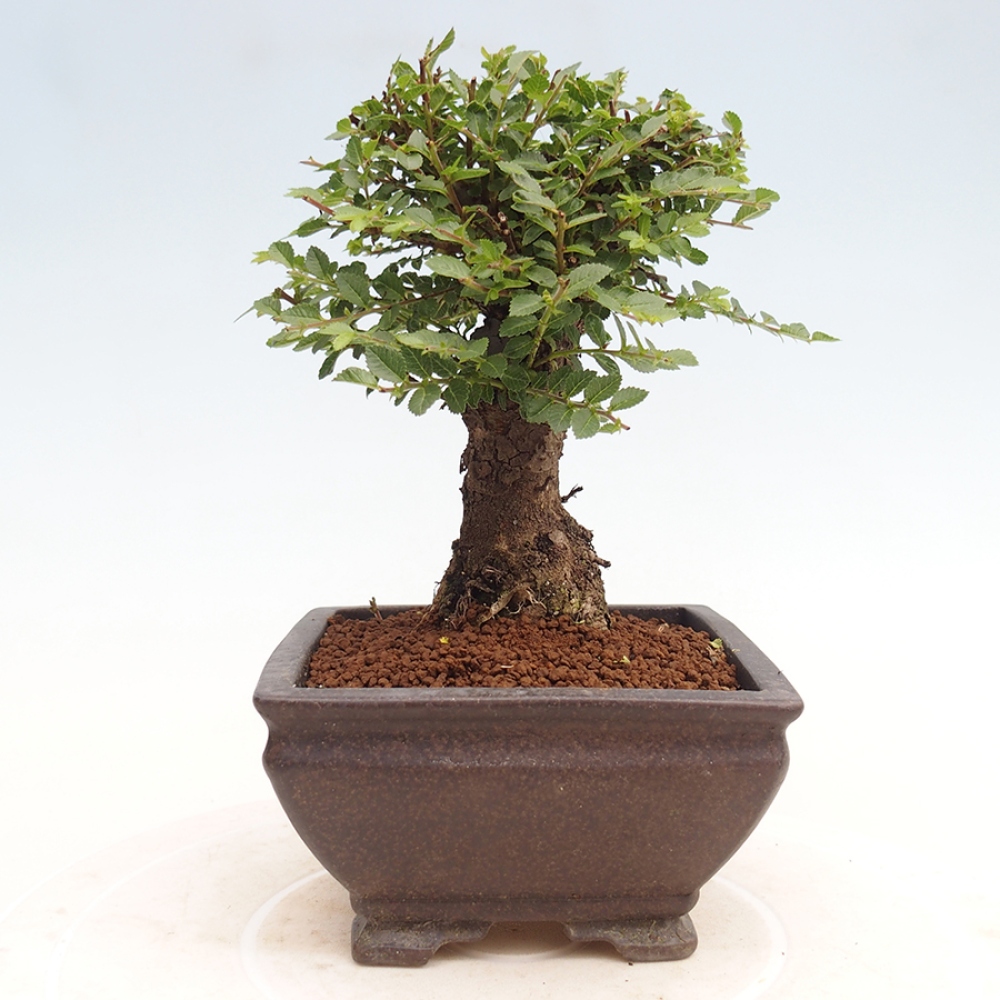 Kültéri bonsai - Ulmus parvifolia Hokkaido - Kínai szil - Ulmus parvifolia Hokkaido