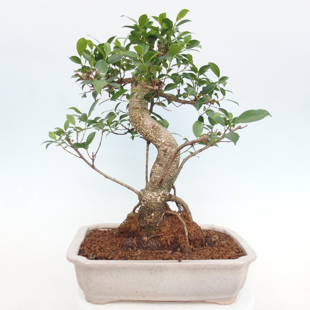 Szobai bonsai - Ficus kimmen - kislevelű fikusz