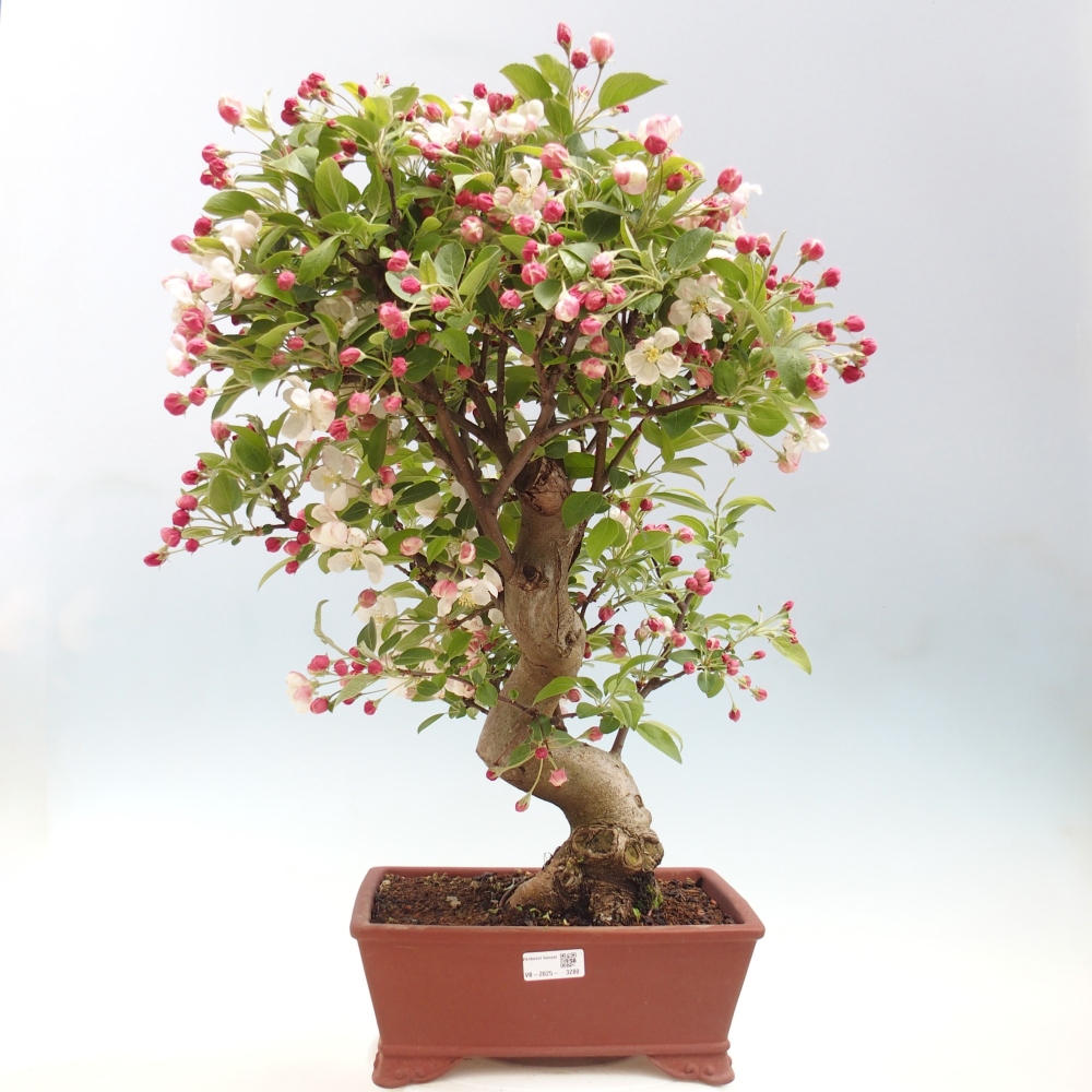 Kültéri bonsai -Malus halliana - Kis gyümölcsű almafa