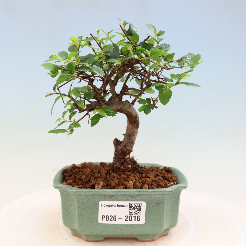 Szobai bonsai - Ulmus parvifolia - Kislevelű szilfa