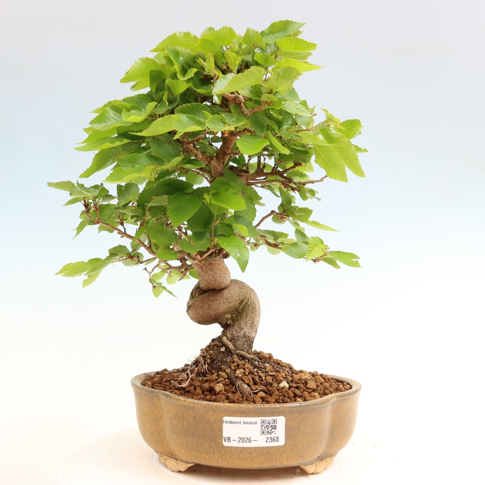 Kültéri bonsai -Carpinus Coreana - Koreai gyertyánfa