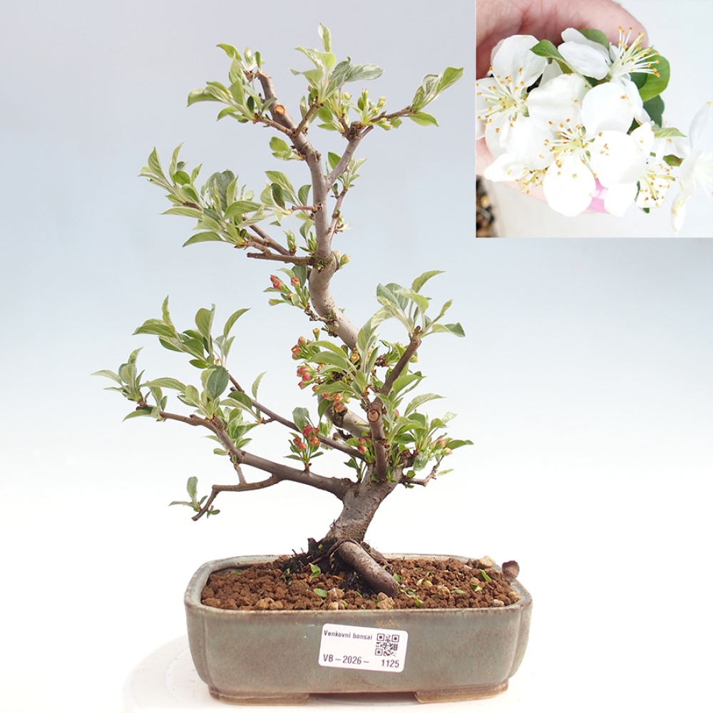 Kültéri bonsai - Malus sargentii - Kis gyümölcsű almafa