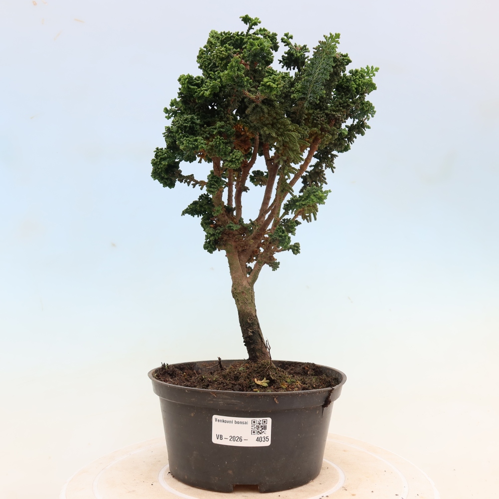 Kültéri bonsai - Cham. obtusa SEKKA HINOKI - Cifra ciprus