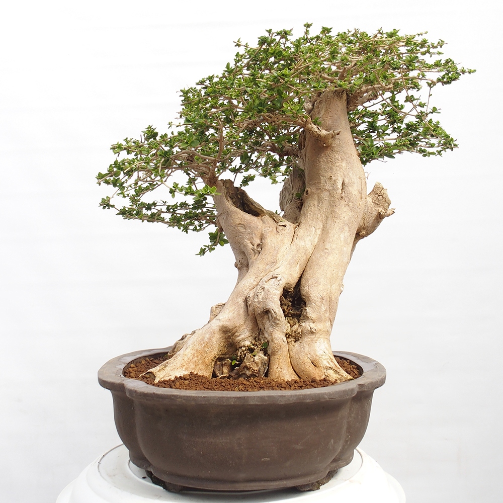 Beltéri bonsai - Premna serratifolia - Kozlovna malolista