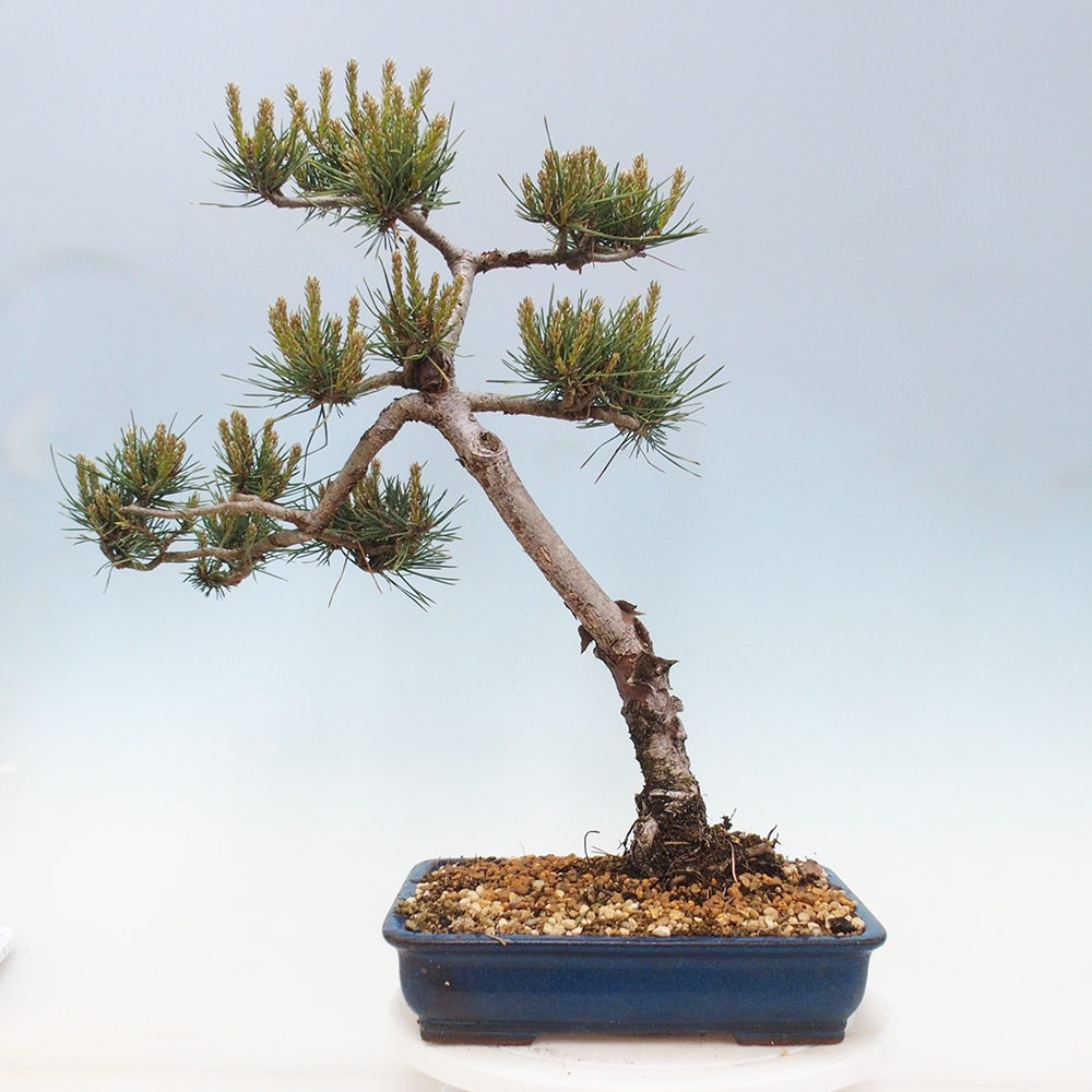 Kültéri bonsai - Pinus Sylvestris Watererri - erdeifenyő
