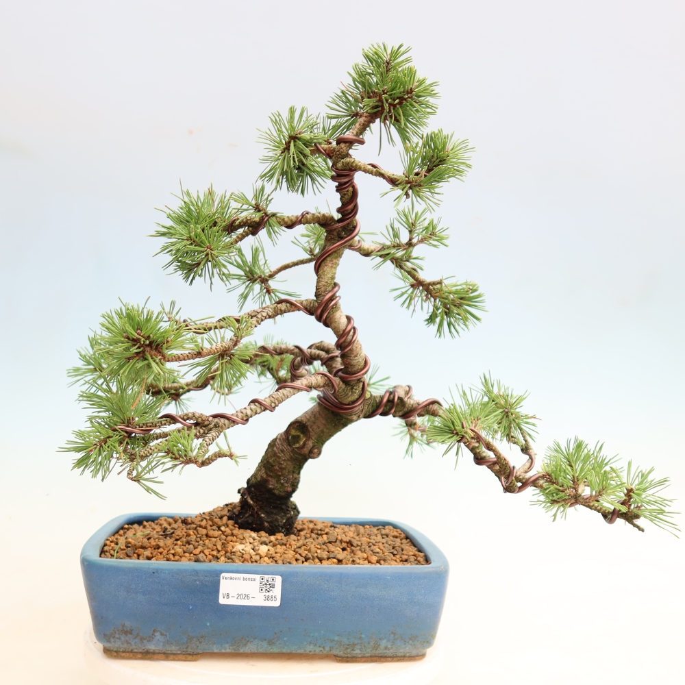 Kültéri bonsai – Pinus mugo Humpy – Törpefenyő