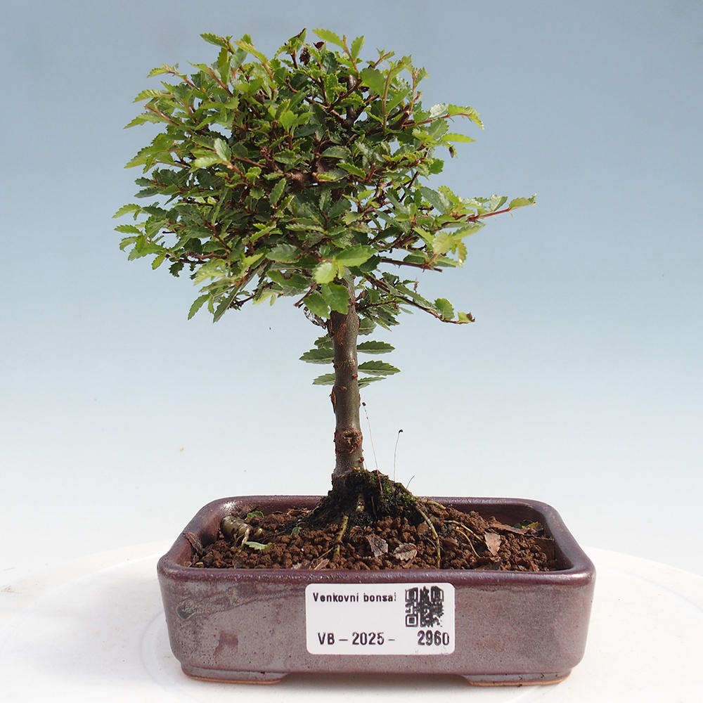Kültéri bonsai - Ulmus parvifolia Sagei - Kislevelű szilfa