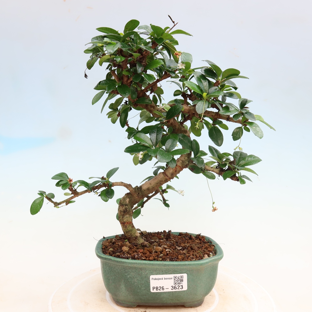 Szobai bonsai - Carmona macrophylla - Tea fuki