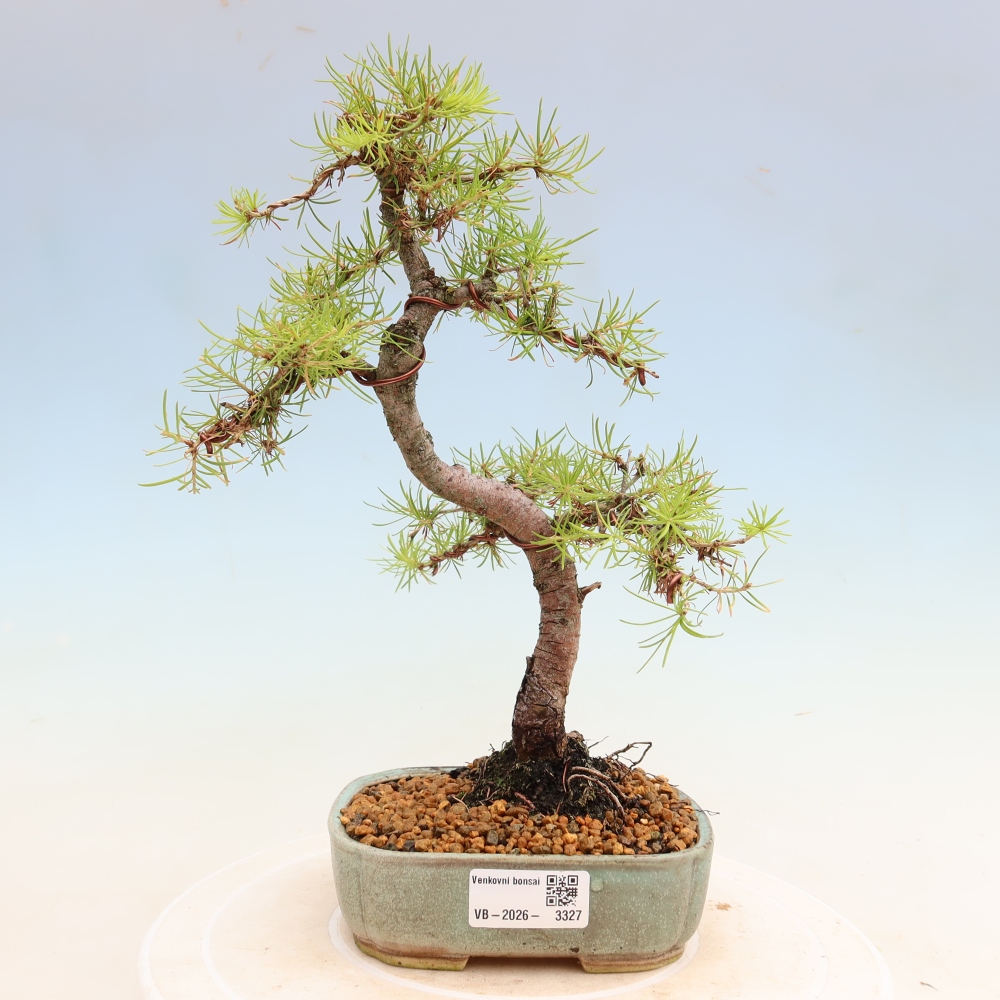 Kültéri bonsai - Larix decidua - vörösfenyő