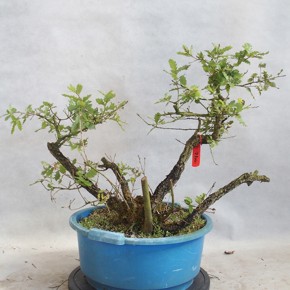Kültéri bonsai Quercus Cerris - Tölgy Cer