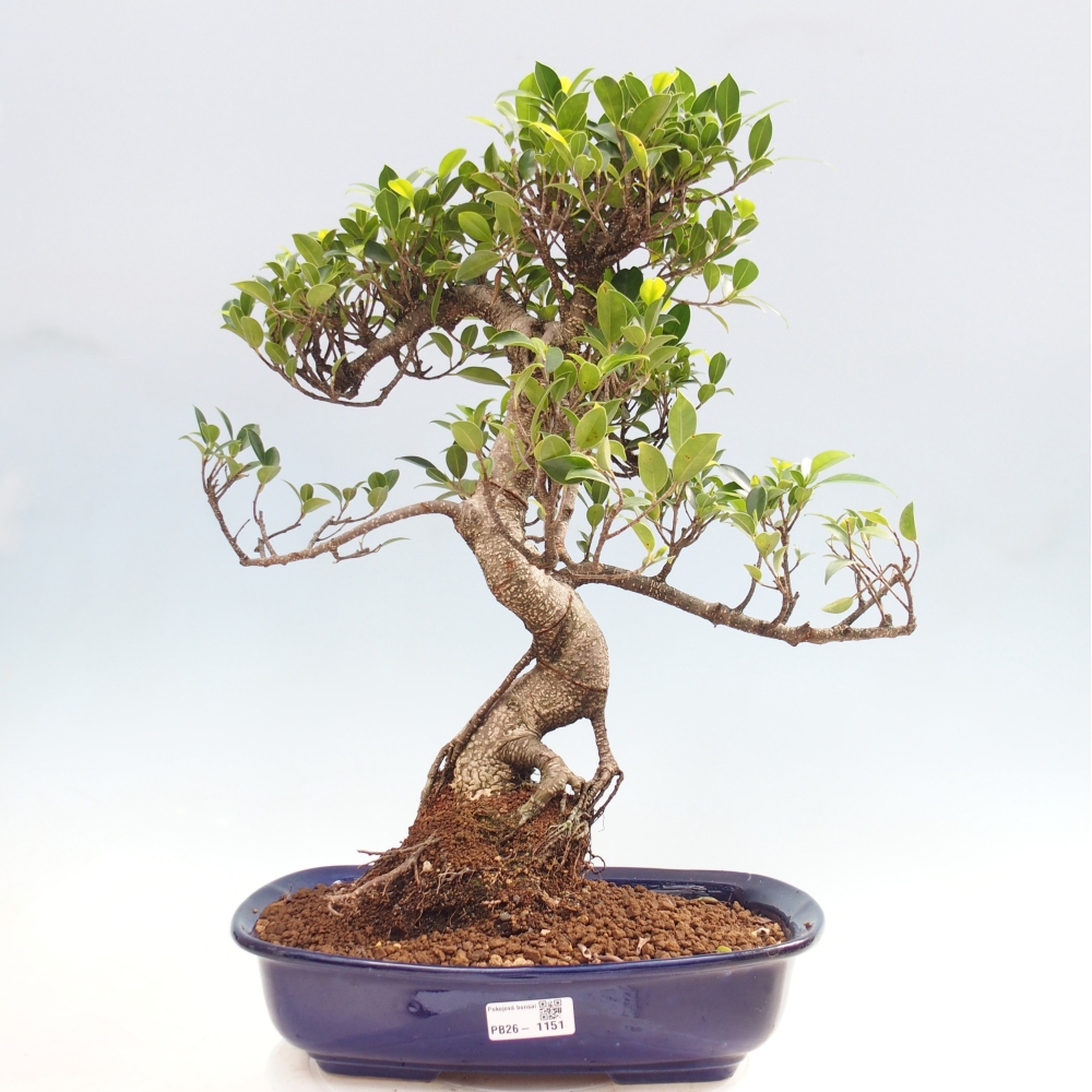 Szobai bonsai - Ficus kimmen - kislevelű fikusz
