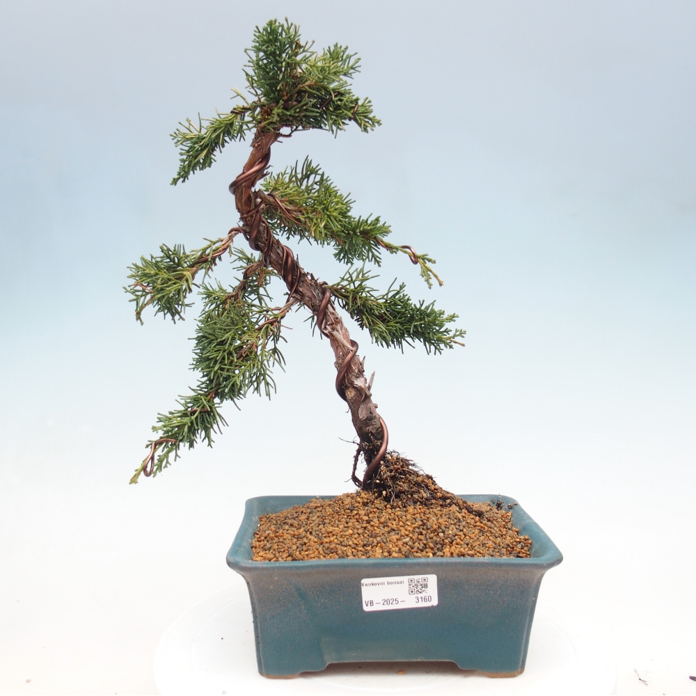 Kültéri bonsai - Juniperus chinensis Kishu