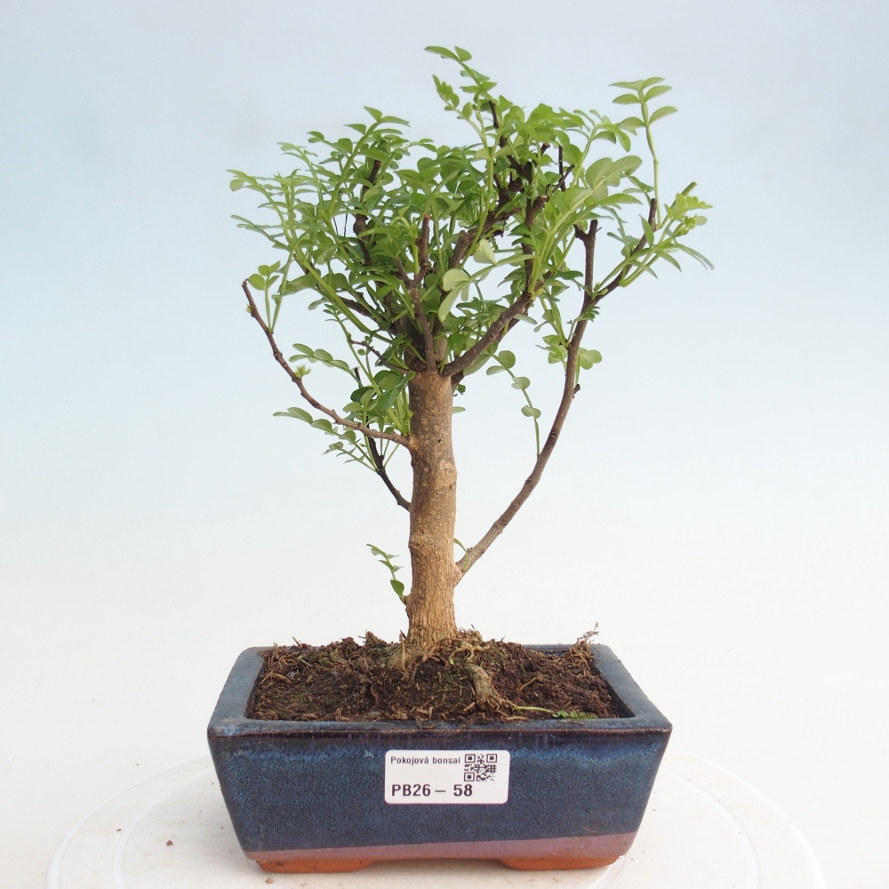 Szobai bonsai - Zantoxylum piperitum - borsfa