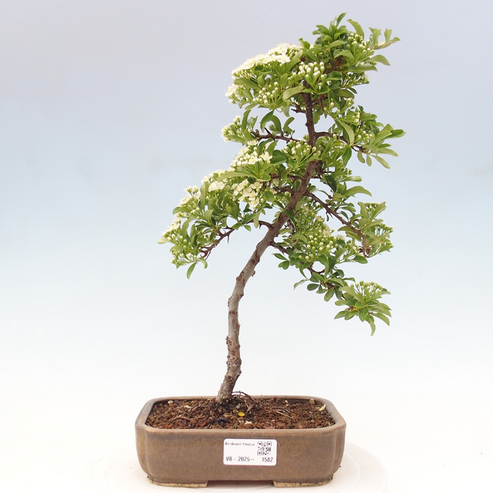 Kültéri bonsai-Pyracantha Teton - Hlox