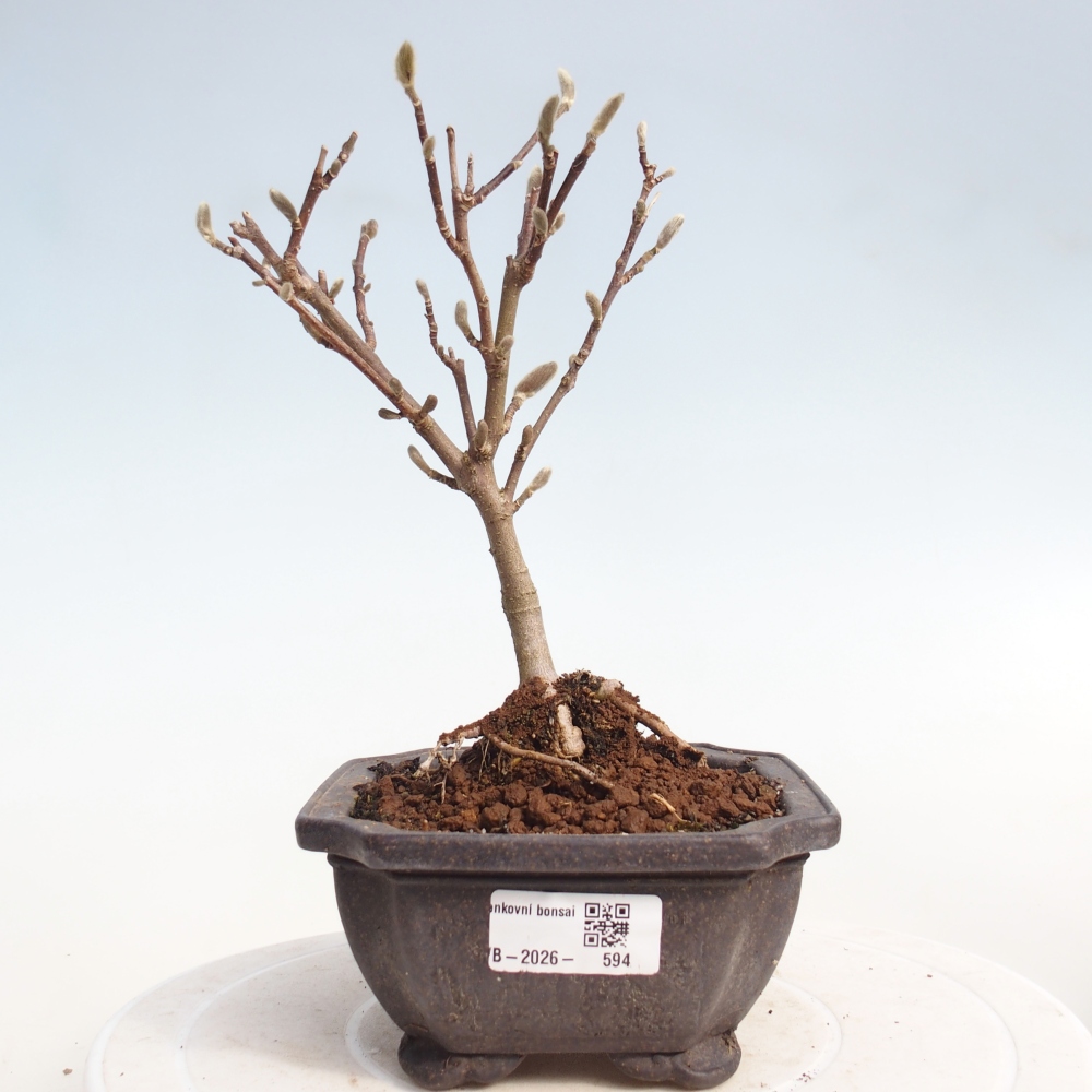 Kültéri bonsai - Magnolia stellata