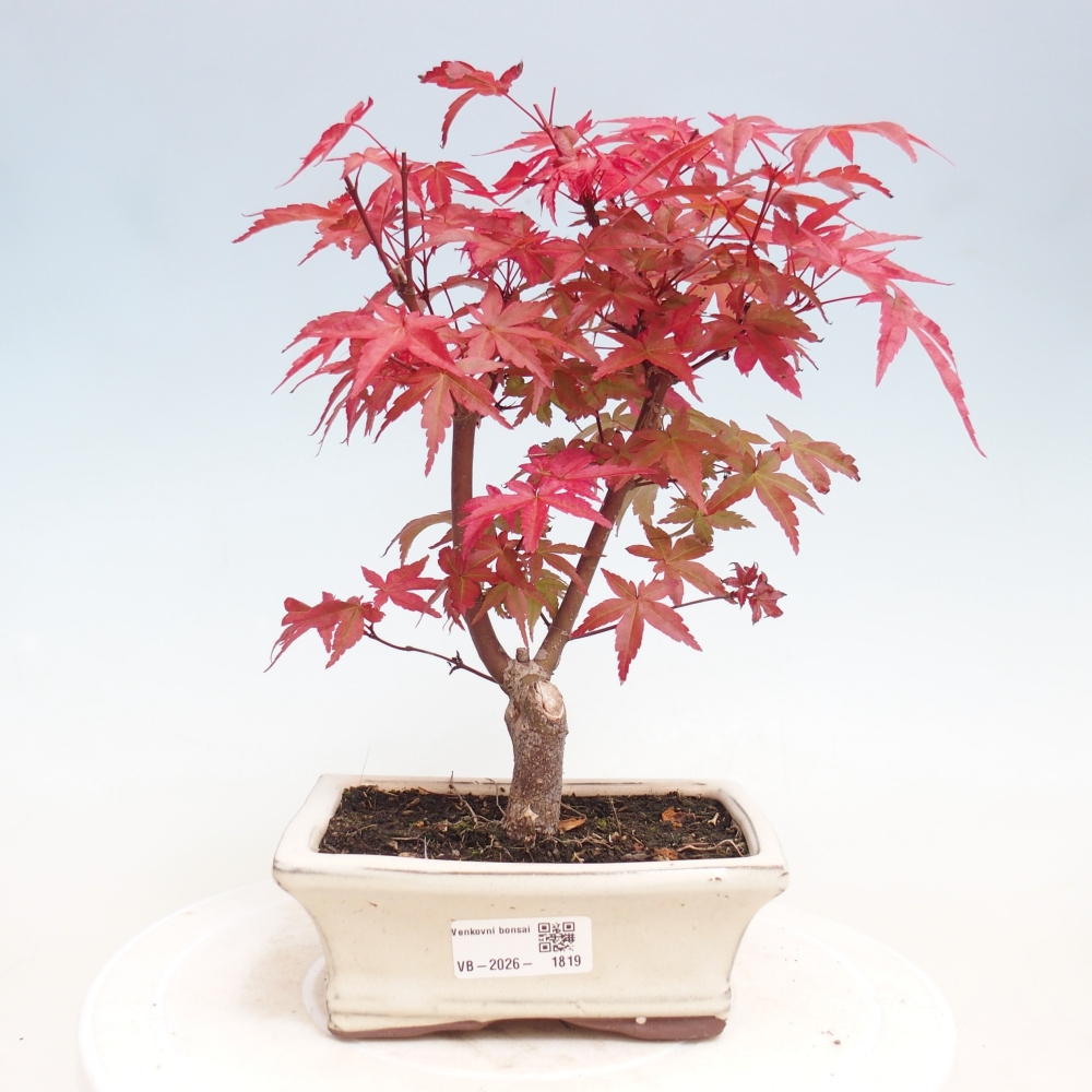 Kültéri bonsai - Acer palmatum DESHOJO