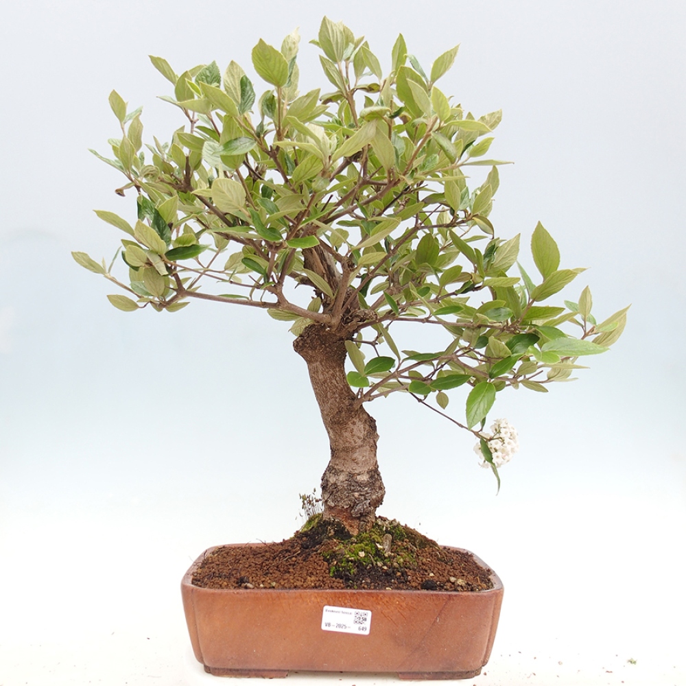 Kültéri bonsai-Kalina Bodnanská - Viburum carlesii hemsi
