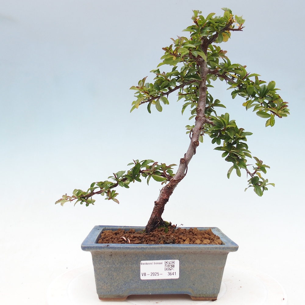 Kültéri bonsai-Pyracantha Teton - Hlox
