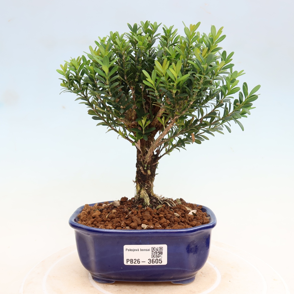 Szobai bonsai - Buxus harlandii - parafa buxus