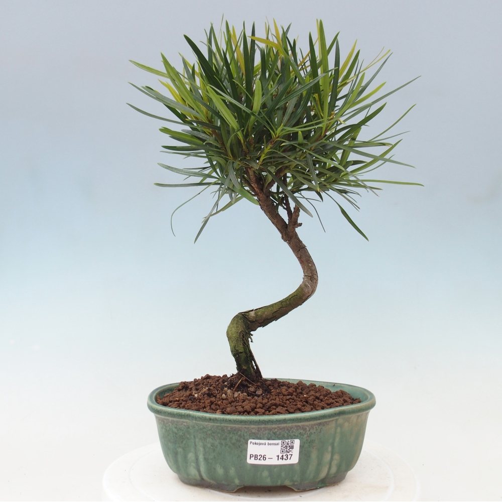 Szobai bonsai - Podocarpus - Kőtiszafa