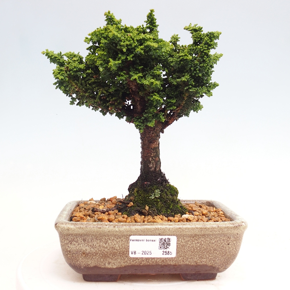 Kültéri bonsai - Cham. obtusa SEKKA HINOKI - Cifra ciprus