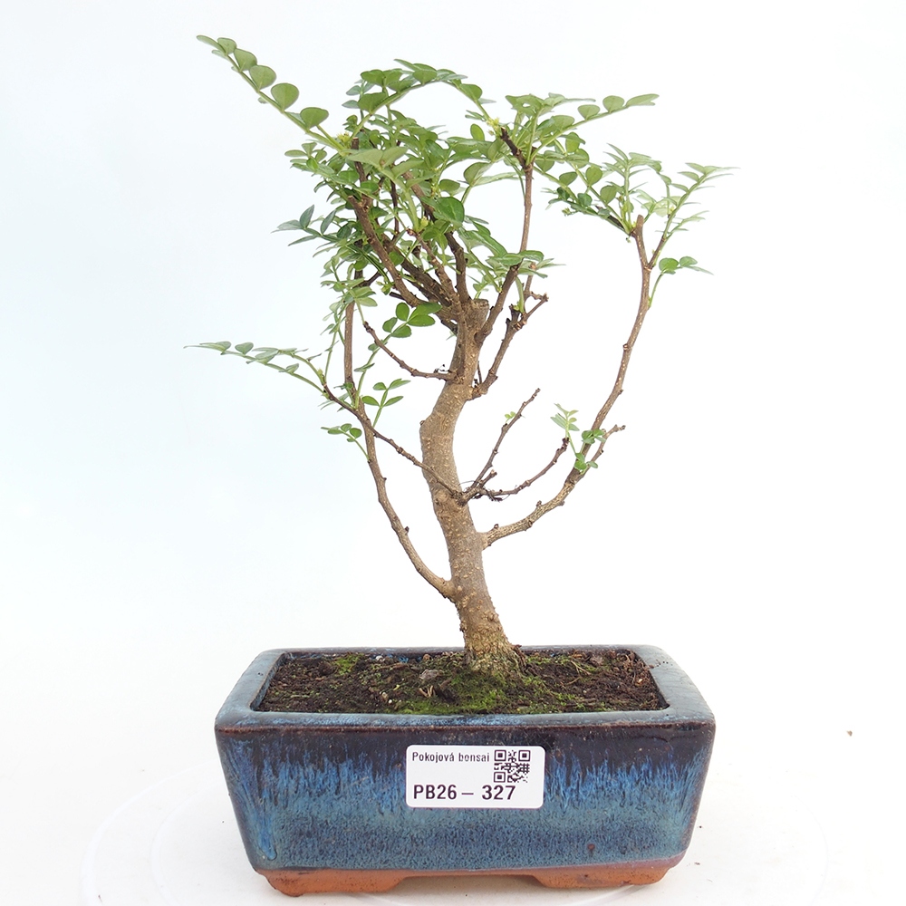 Szobai bonsai - Zantoxylum piperitum - borsfa