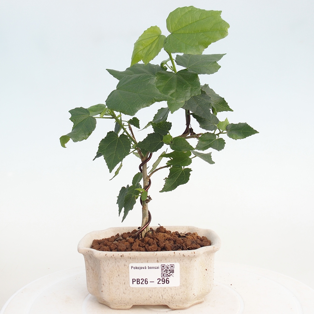 Beltéri bonsai - Malvaviscus arboreus