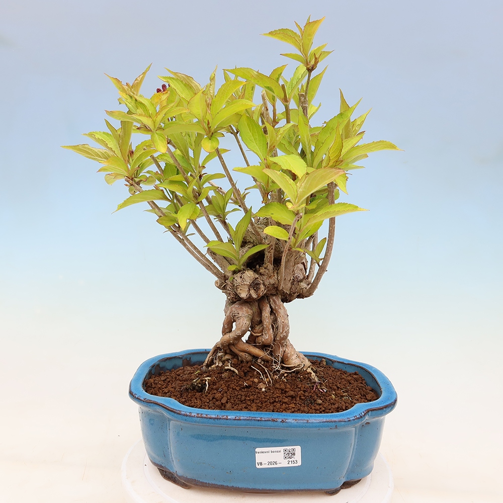 Kültéri bonsai – Weigela subsessilis – Koreai vajgélia