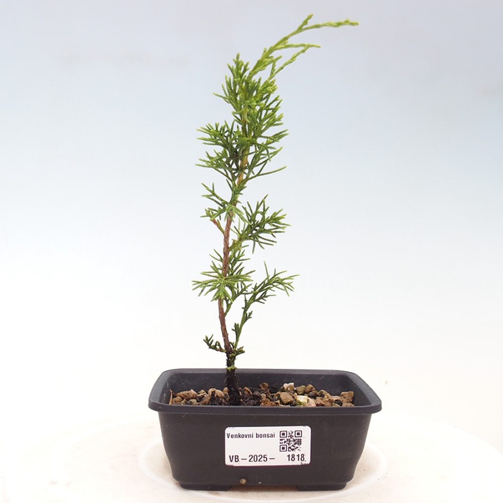 Kültéri bonsai - Juniperus chinensis Itoigawa