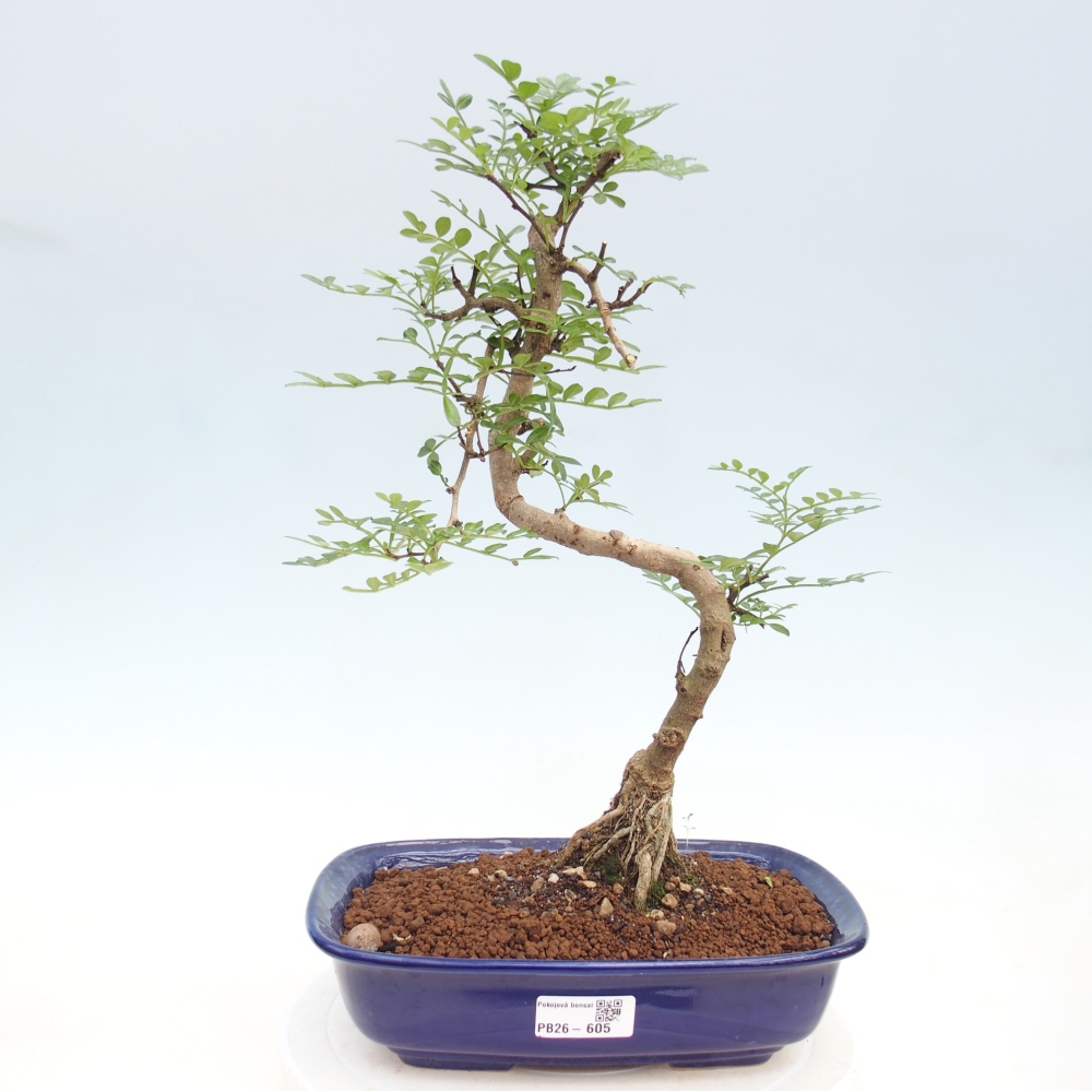 Szobai bonsai - Zantoxylum piperitum - borsfa